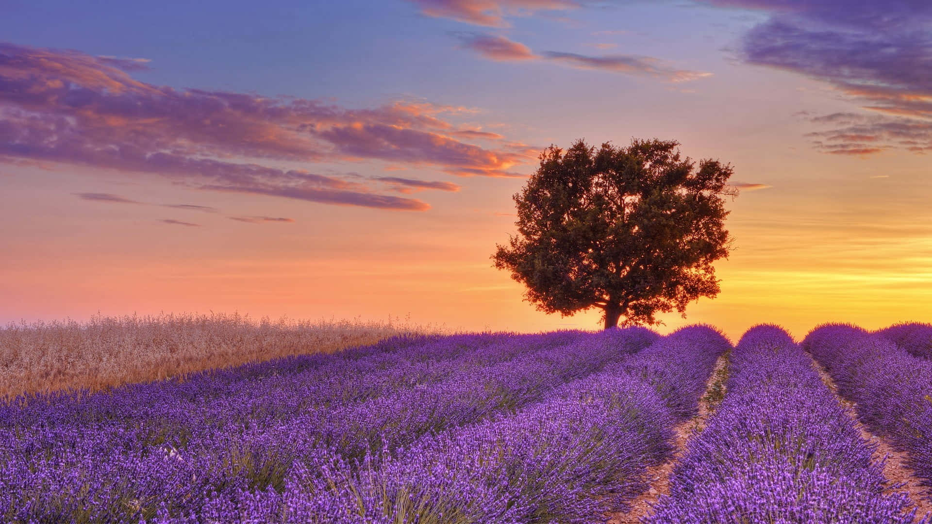 large tree, lavender field, vibrant sunset sky, Full HD Desktop Wallpaper