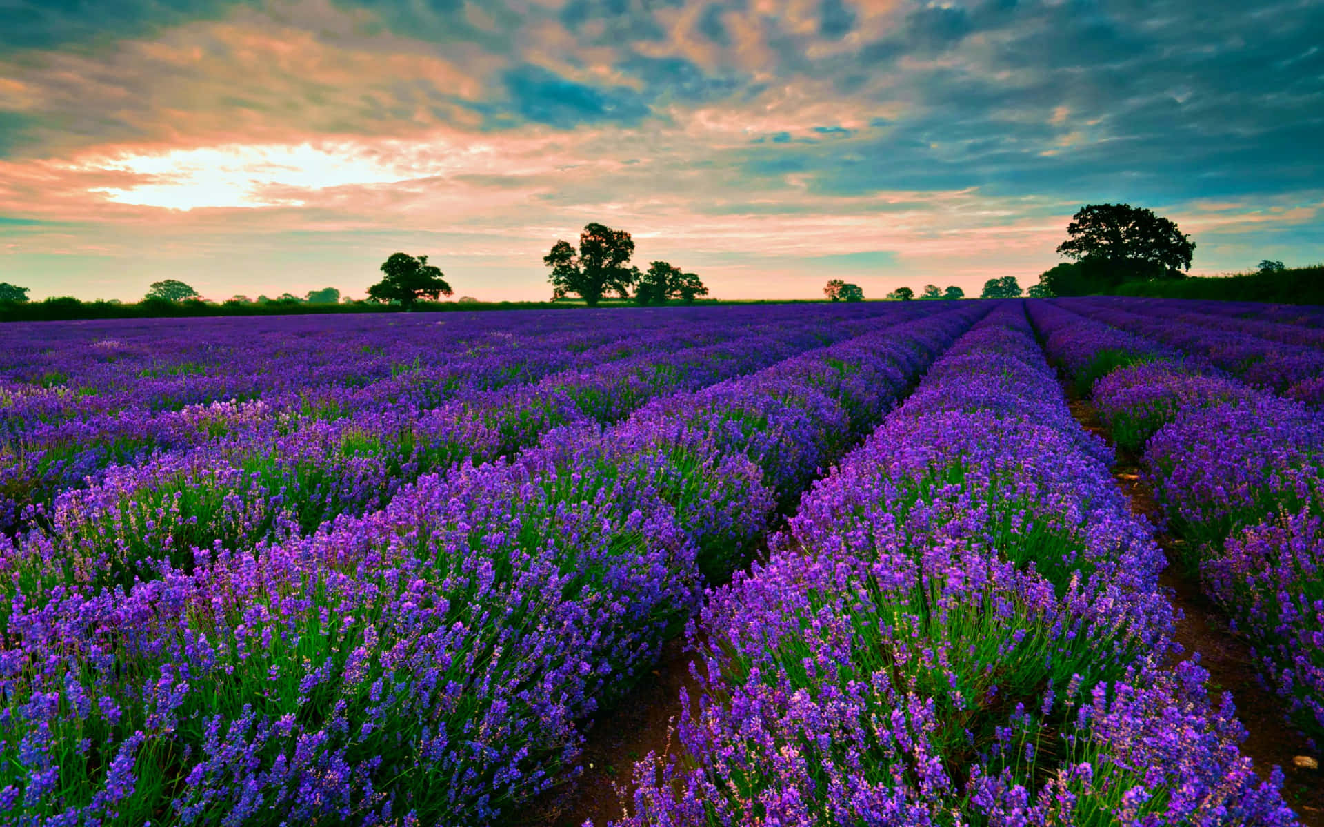 lavender field, cloudy skies, colorful sunset sky, Full HD Desktop Wallpaper