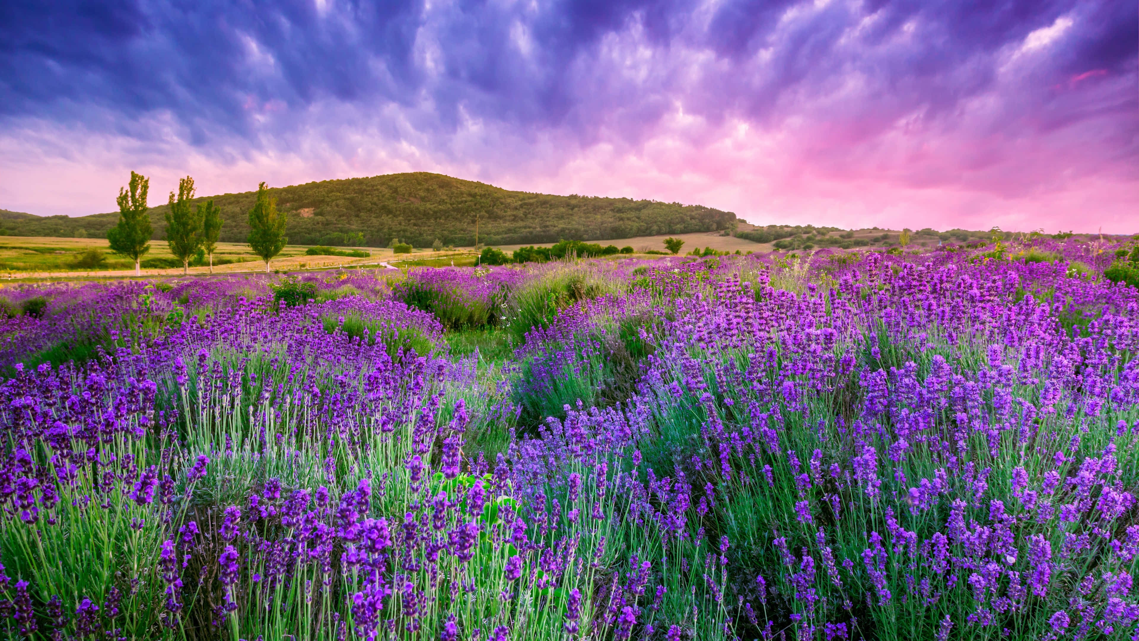 lavender wildflowers field, mountain, purple sunset, 4K Desktop Wallpaper
