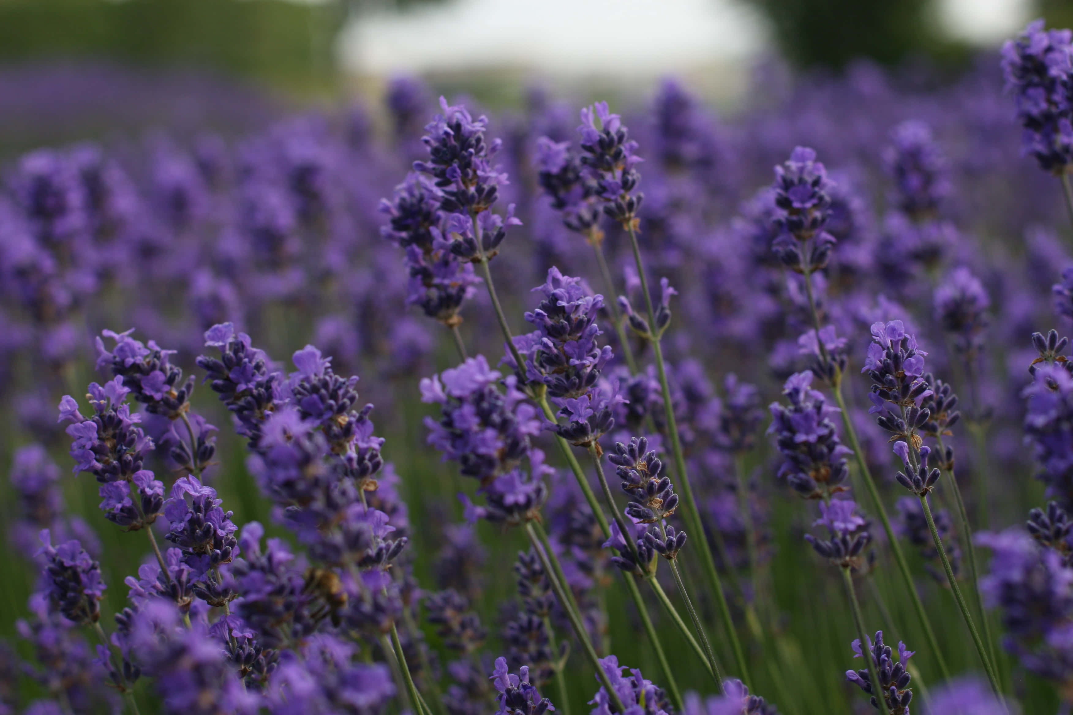 lavender flowers, sunlit field, vibrant purple, 2K Desktop Wallpaper