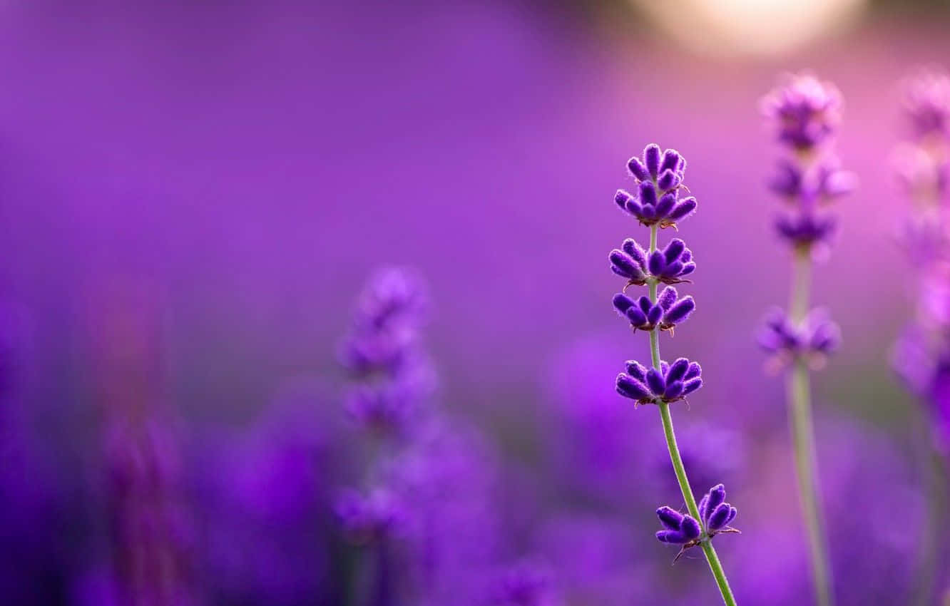 lavender flower spike, dreamy purple field, soft golden light, HD Desktop Wallpaper