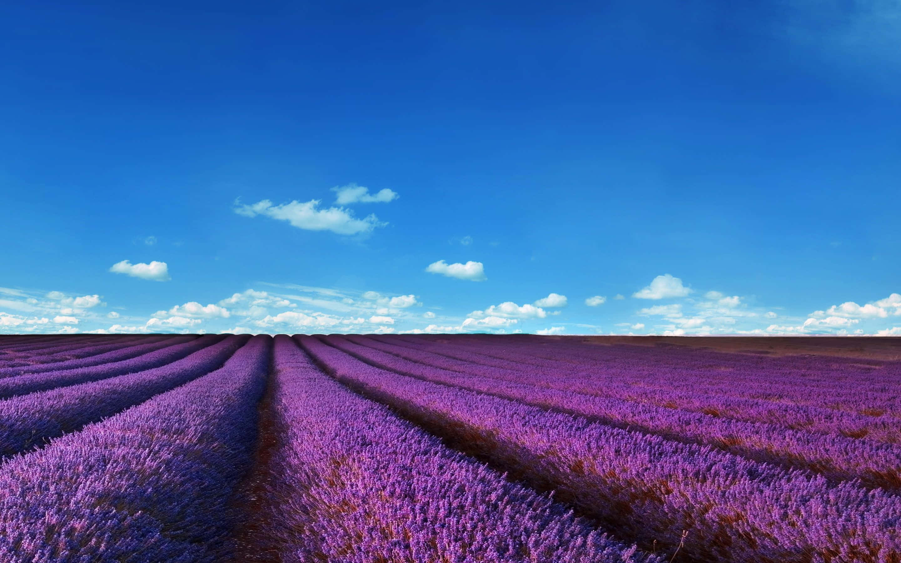 lavender field, vibrant purple lavender, bright blue sky, 2K Desktop Wallpaper