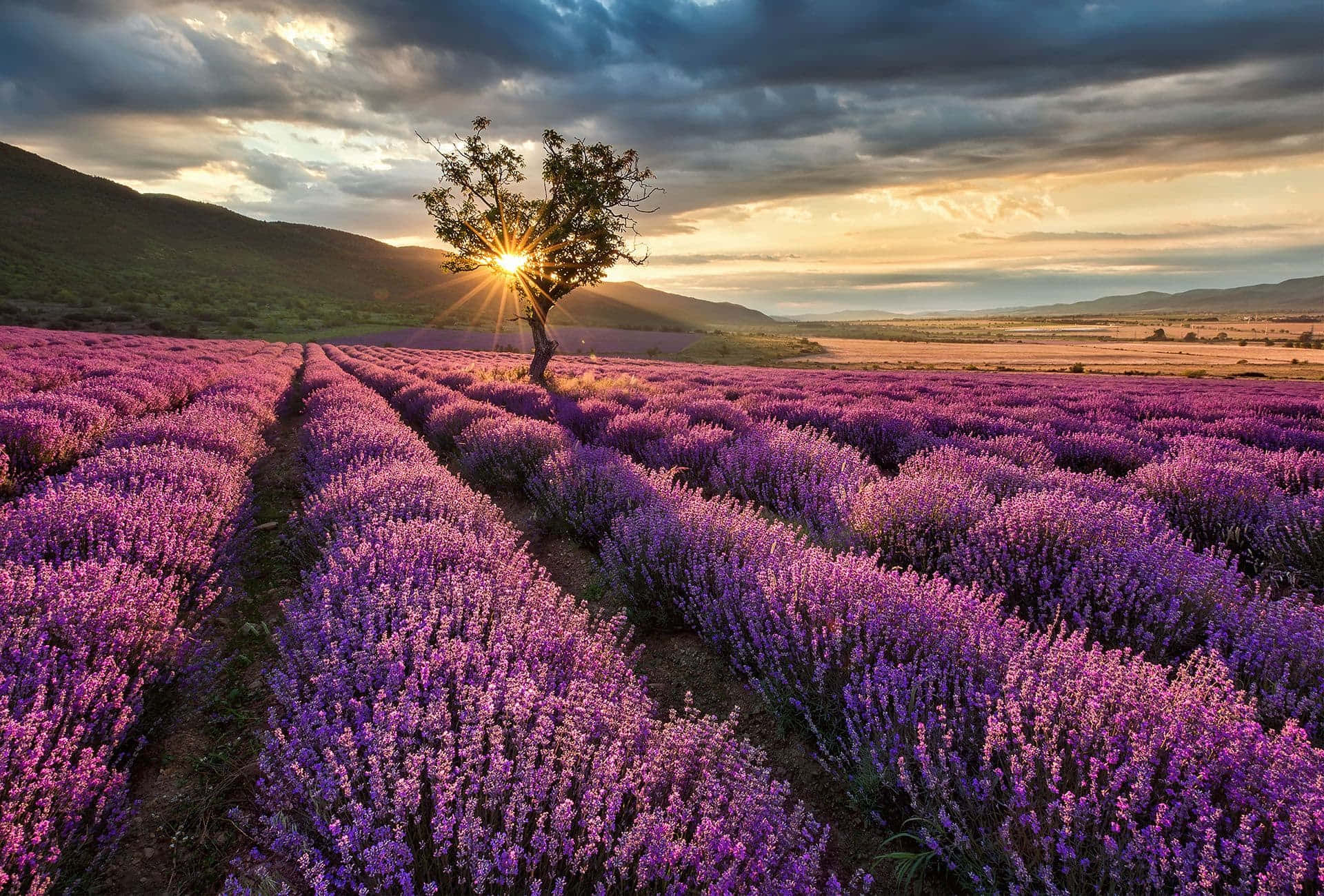 sunrise, lavender field, mountain foot, Full HD Desktop Wallpaper
