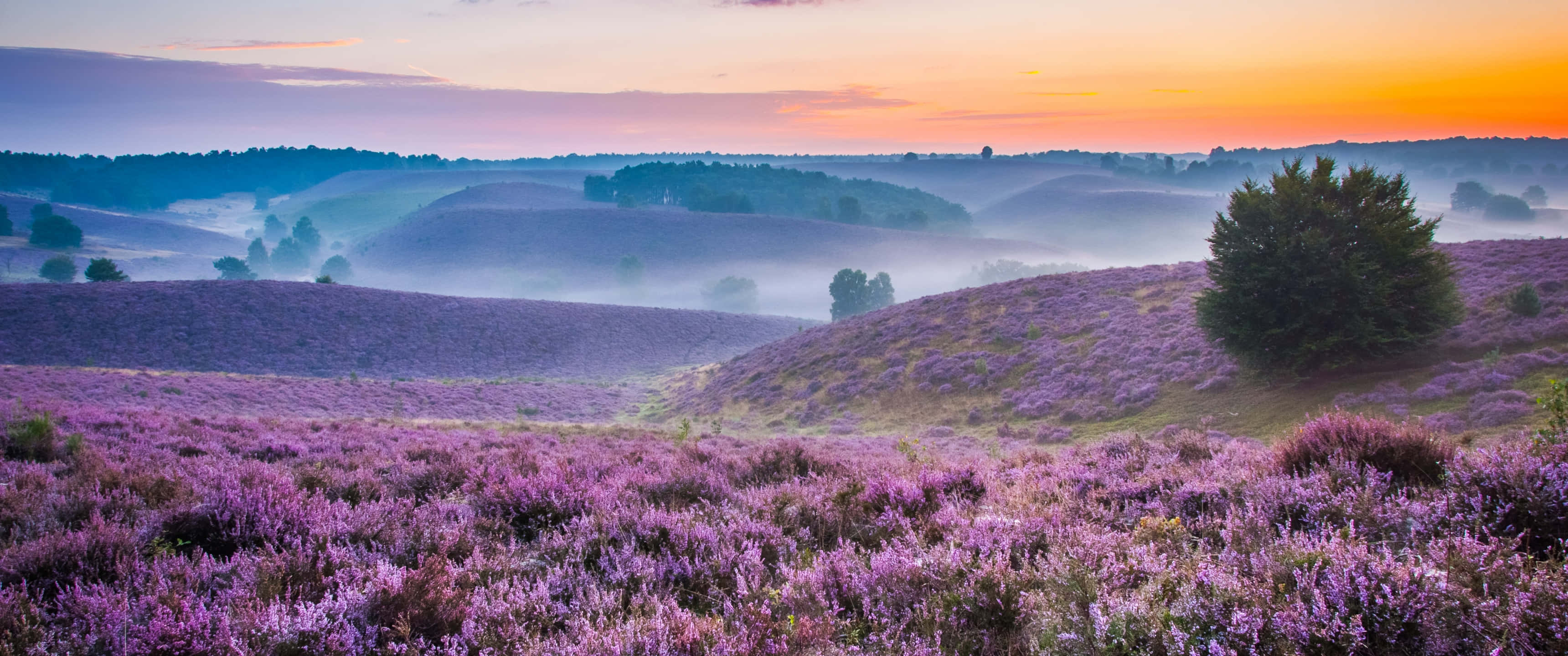 Lavender Field, Misty Hills, dawn, 2K Desktop Wallpaper