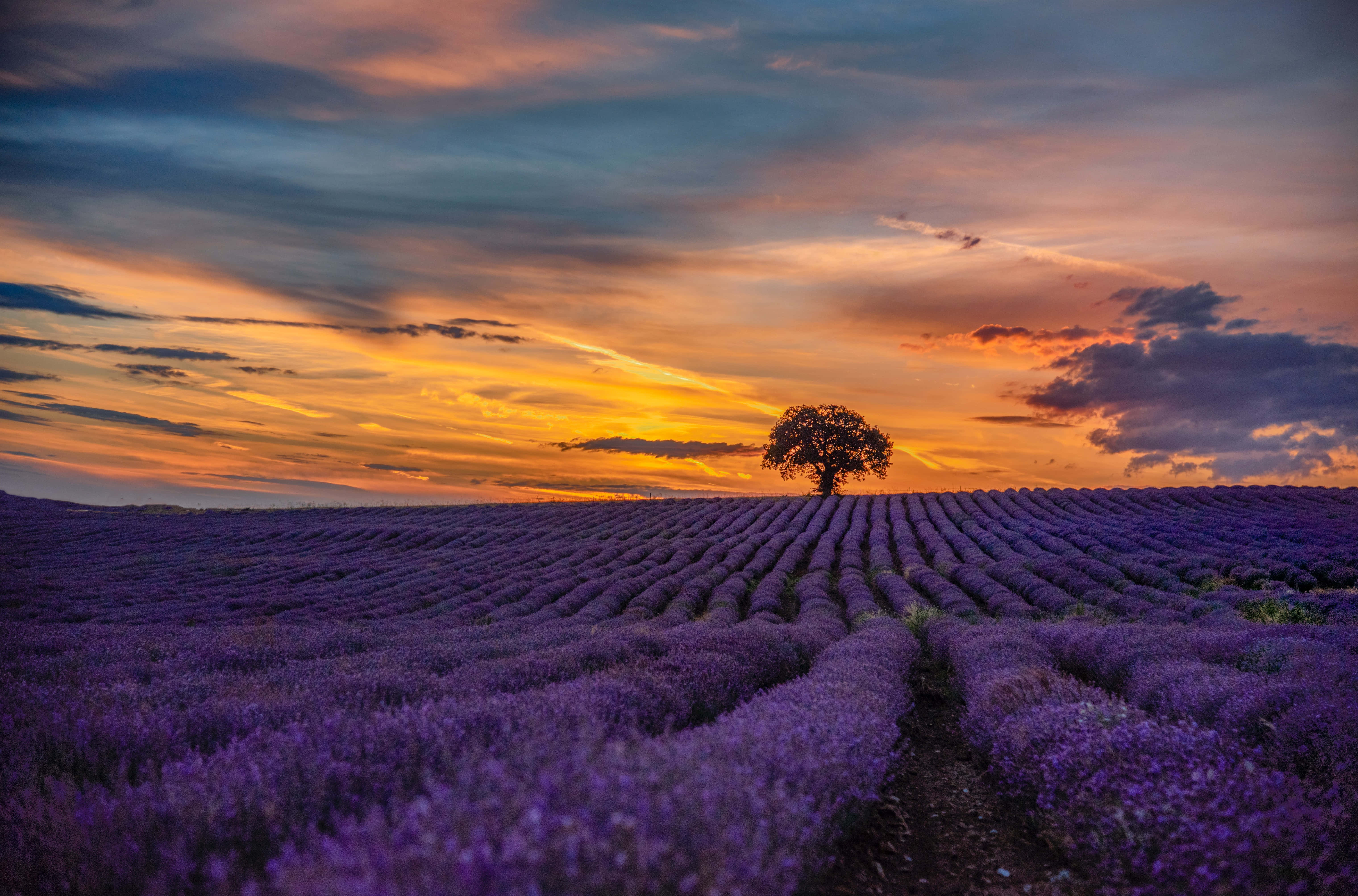 vast lavender field, sunset, lone tree, 5K Desktop Wallpaper