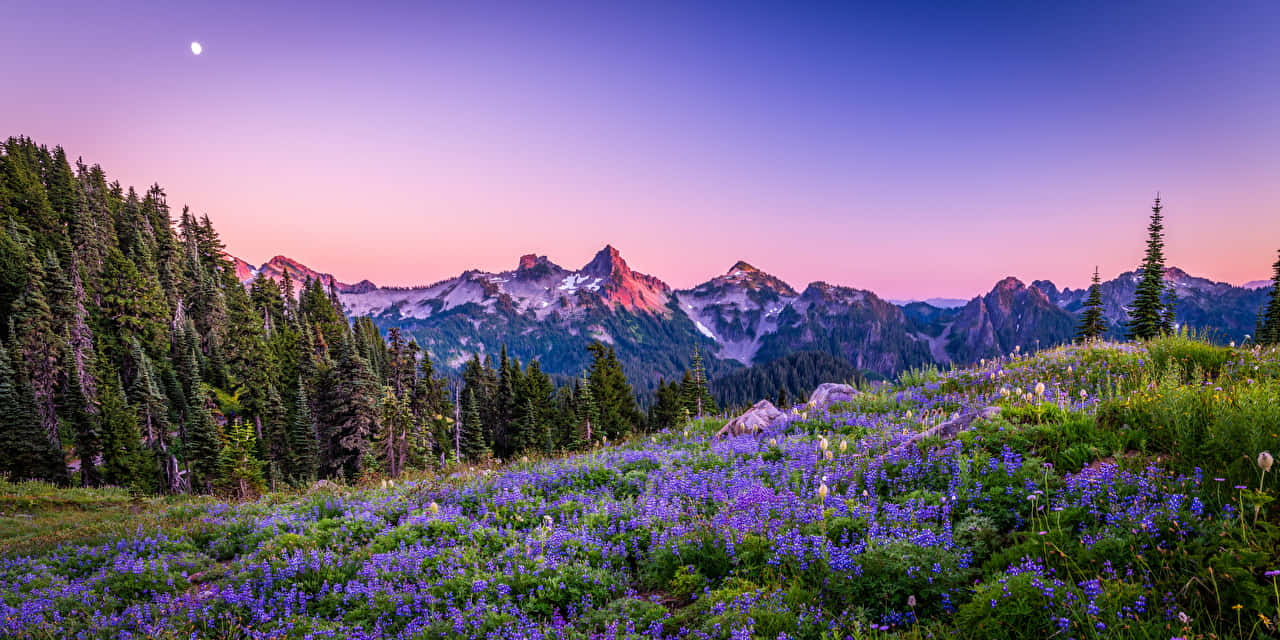 Lavender Field, panoramic desktop, twilight, HD Desktop Wallpaper