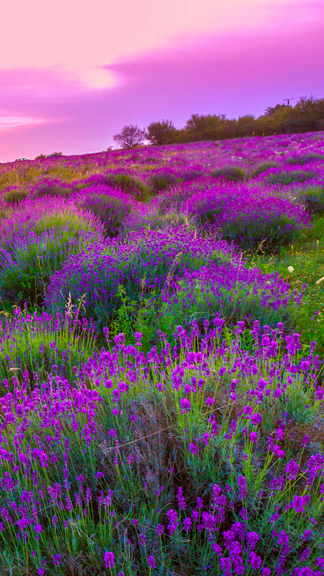 vibrant purple lavender fields, hillside, dreamy pink sunset sky, Full HD Phone Wallpaper