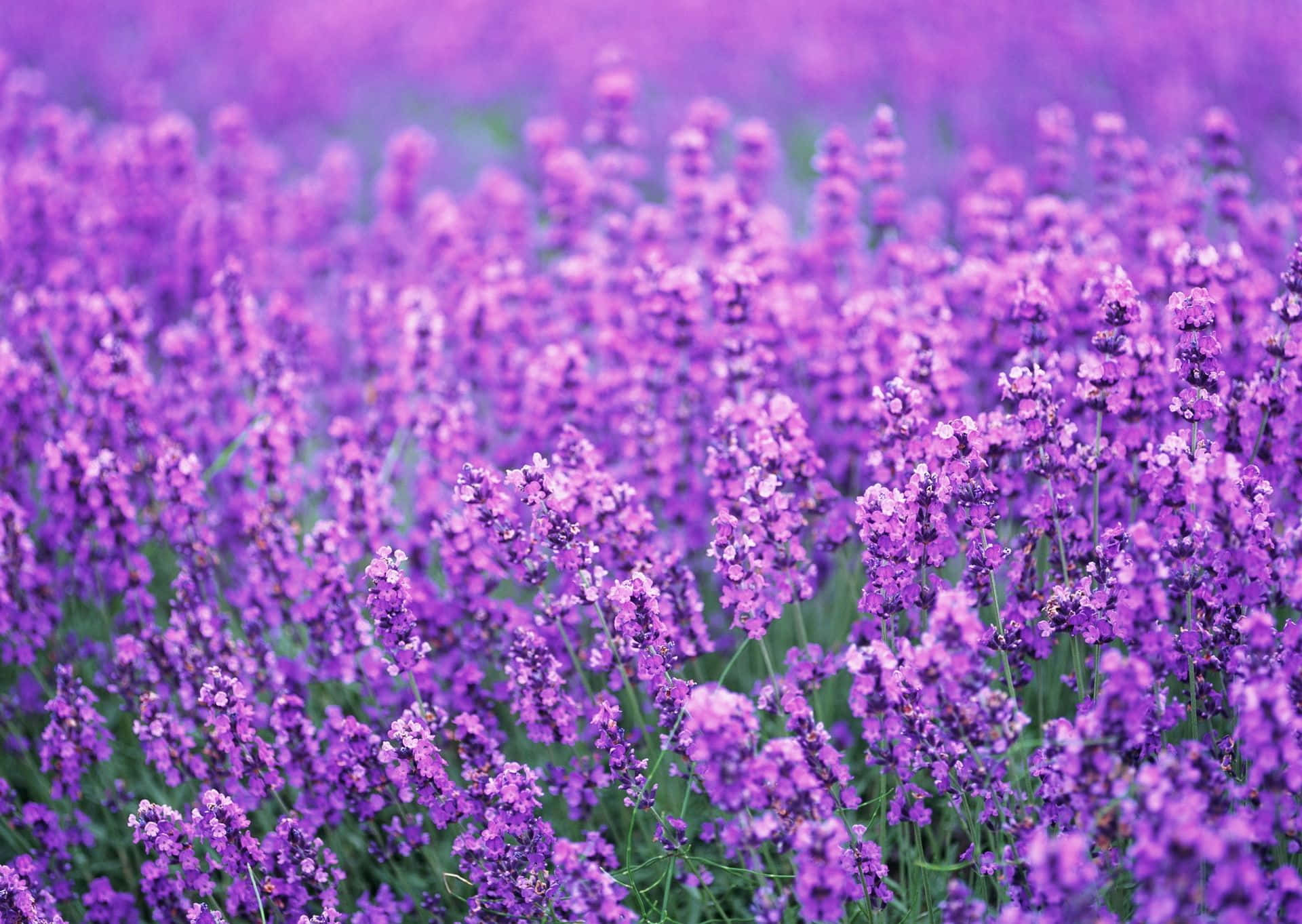 lavender purple, lavender blooms, soft natural light, Full HD Desktop Wallpaper