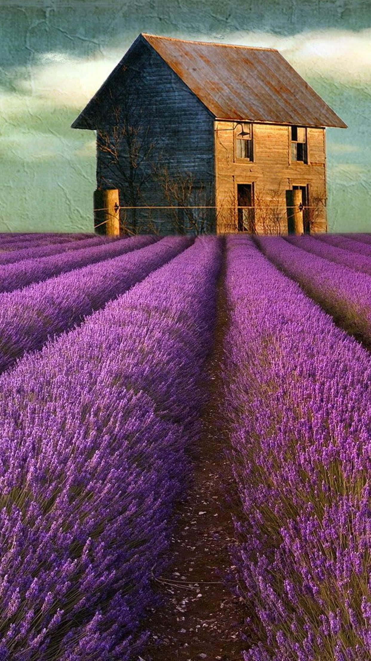 barnhouse, lavender field, vibrant purple lavender fields, Full HD Phone Wallpaper