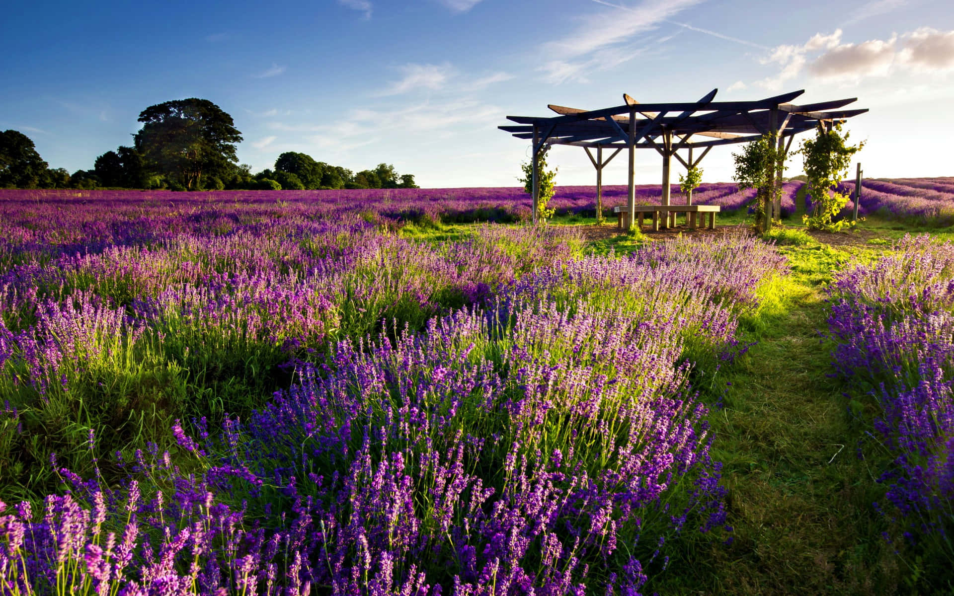 Lavender Field, round wooden pergola, blooming purple lavender, Full HD Desktop Wallpaper
