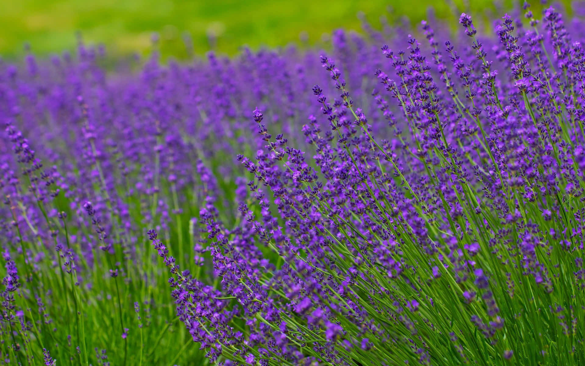 rich purple lavenders, grass field, vibrant field of purple lavender blooms, Full HD Desktop Wallpaper