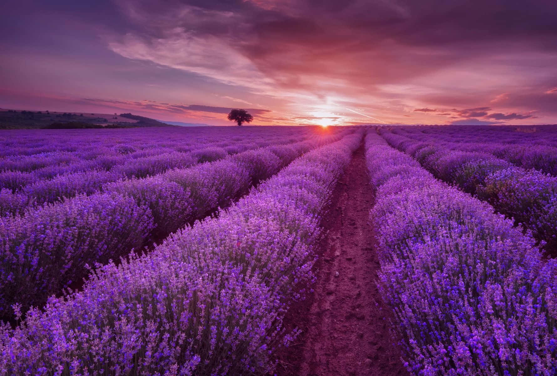 vibrant purple lavender, lone tree, fiery sunset sky, HD Desktop Wallpaper