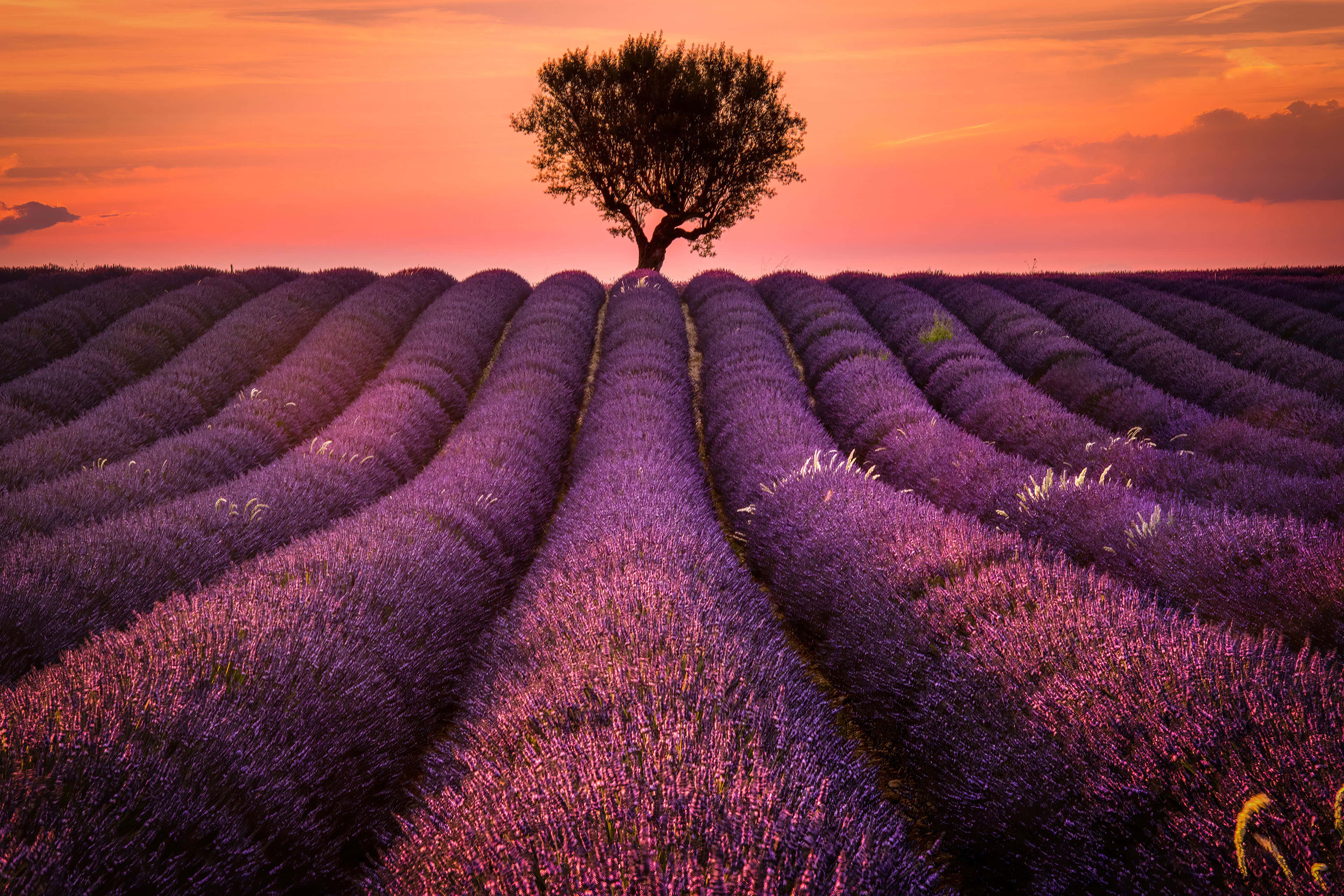 lavender field, peach dusk skies, fiery orange sunset sky, 4K Desktop Wallpaper