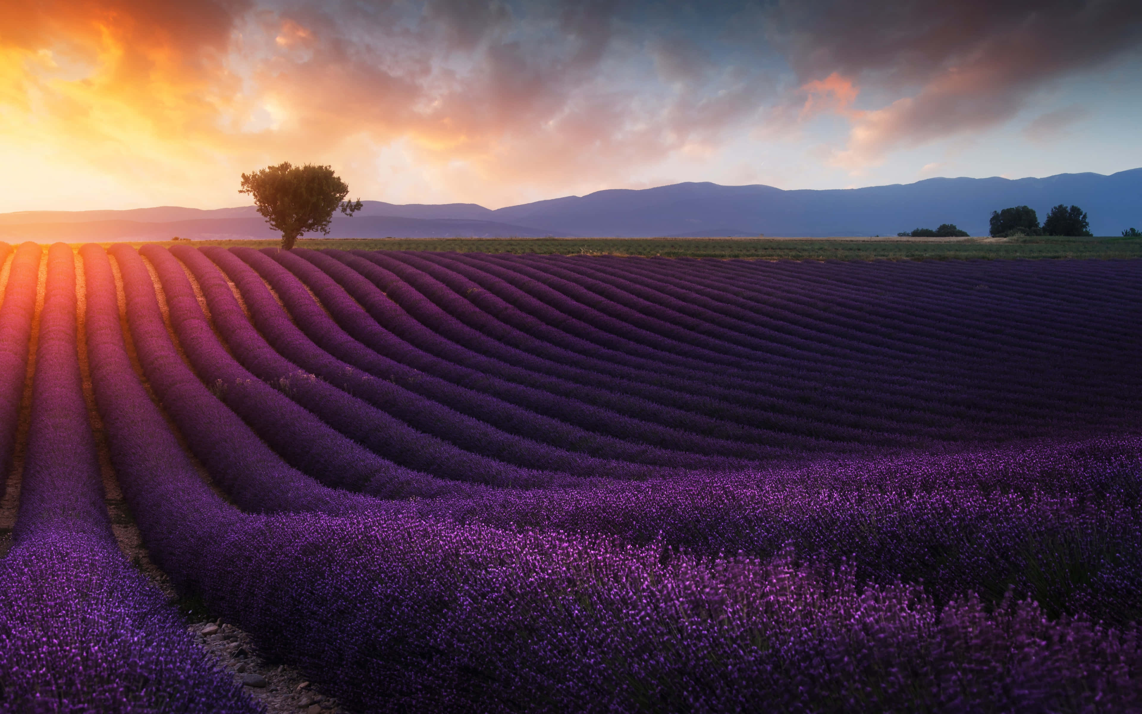 Lavender Field, early sunrise, fiery sunset sky, 4K Desktop Wallpaper