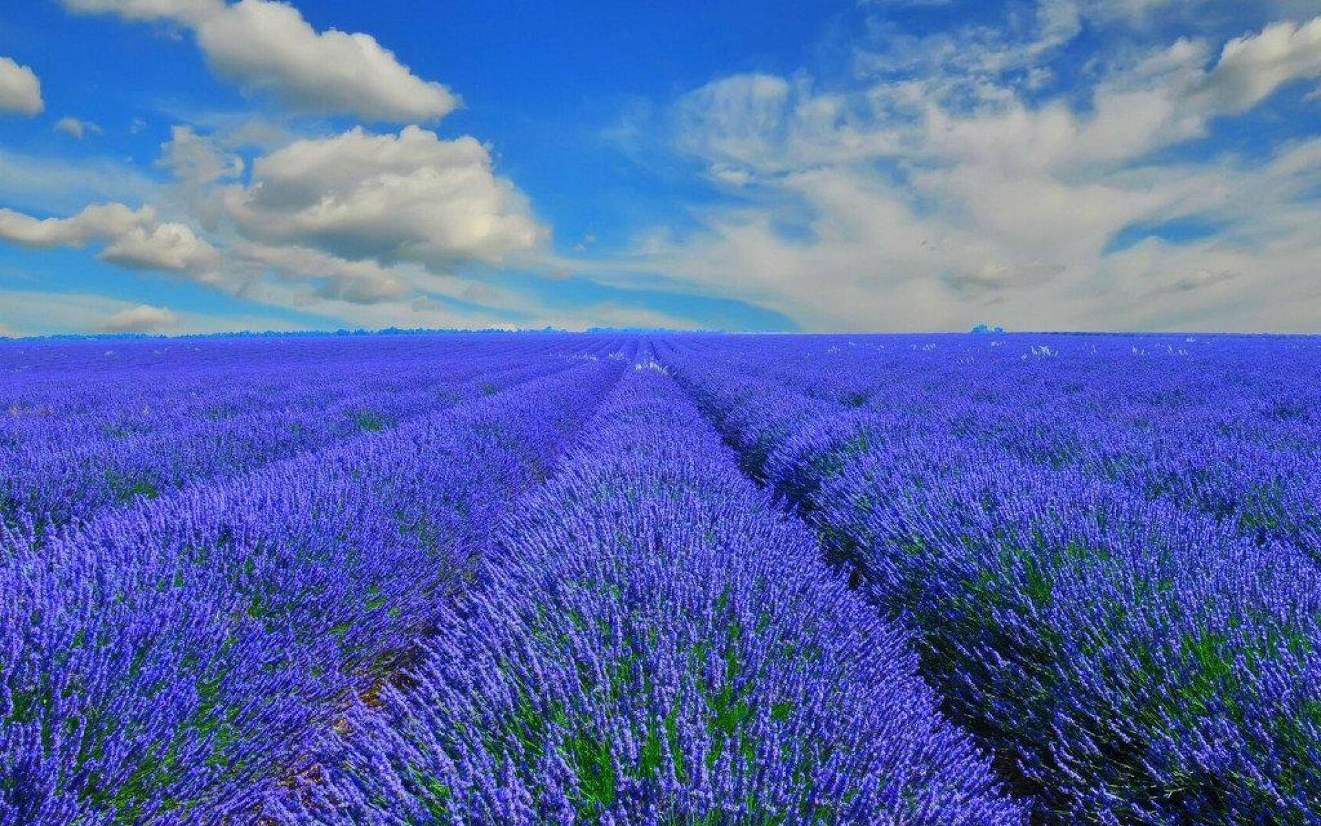 blue lavender flower field, purple lavender, bright blue sky, Full HD Desktop Wallpaper
