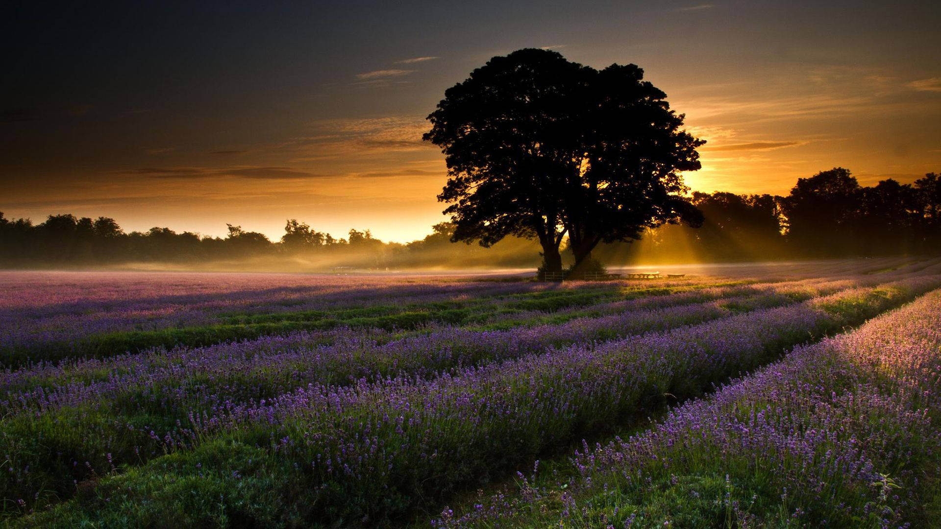 lone tree, golden sunrise, misty lavender field, Full HD Desktop Wallpaper