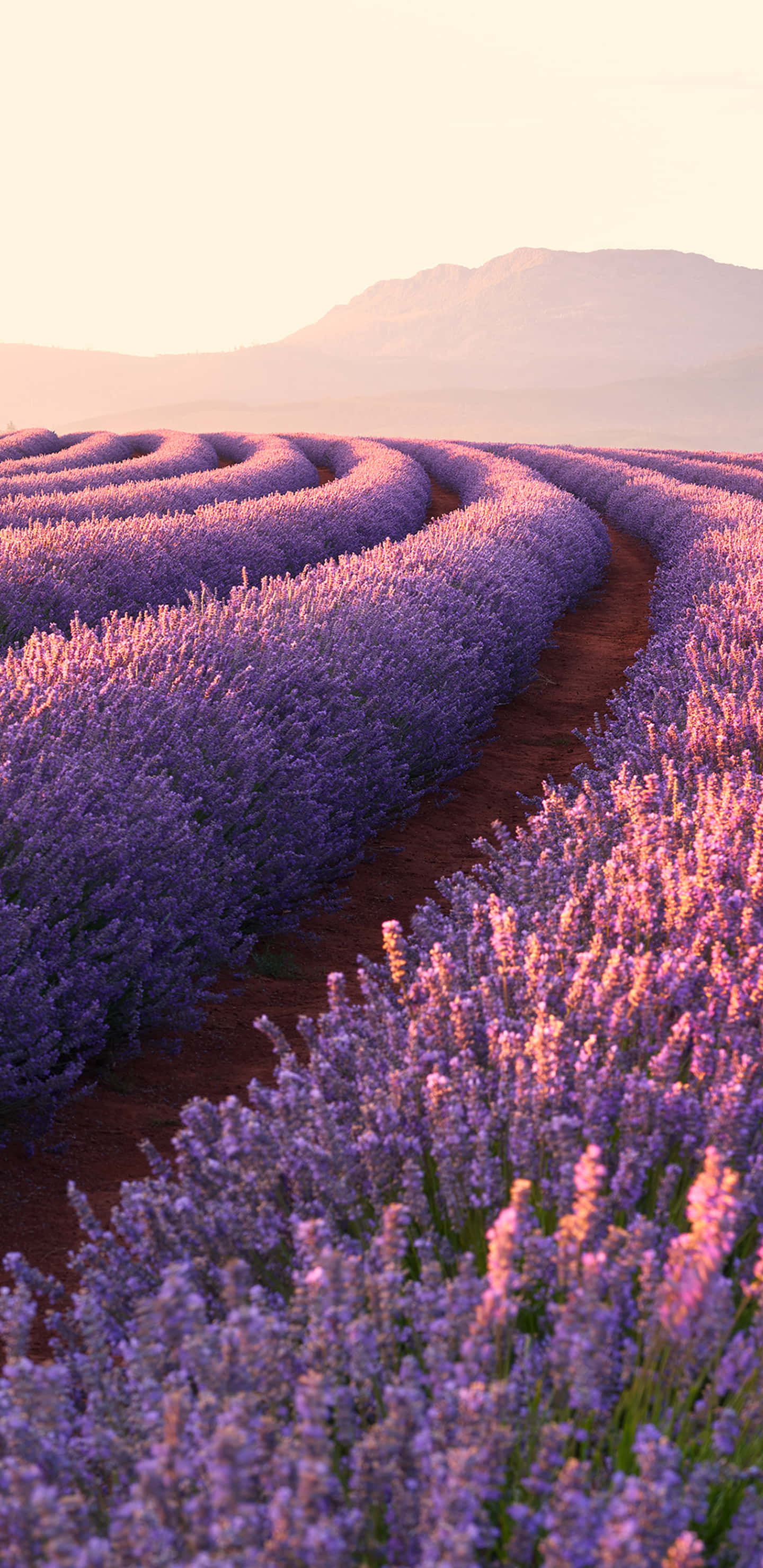 Lavender Field, curved flower rows, golden sunset light, 2K Phone Wallpaper