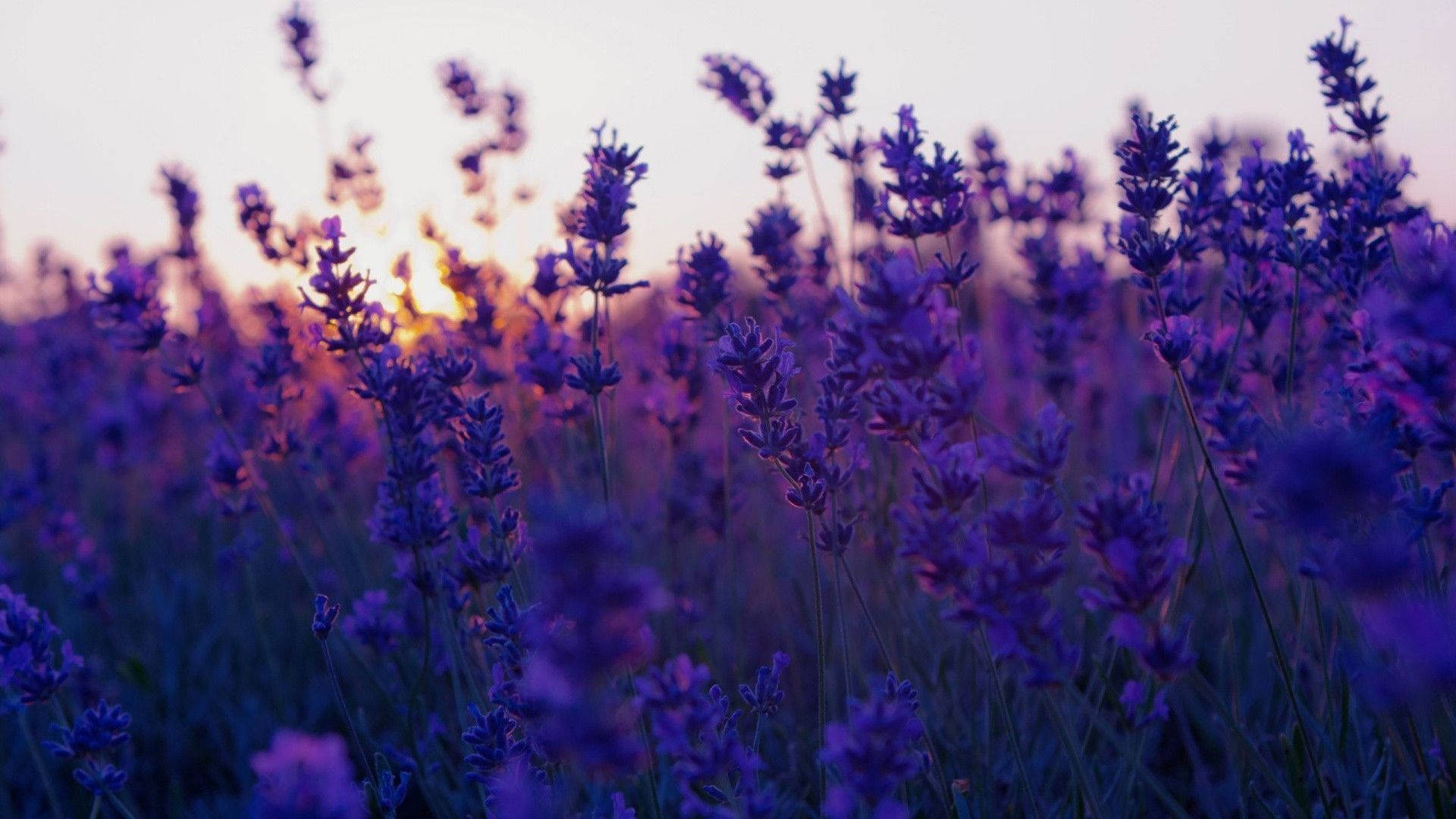 Lavender Field, sunset, golden light, Full HD Desktop Wallpaper