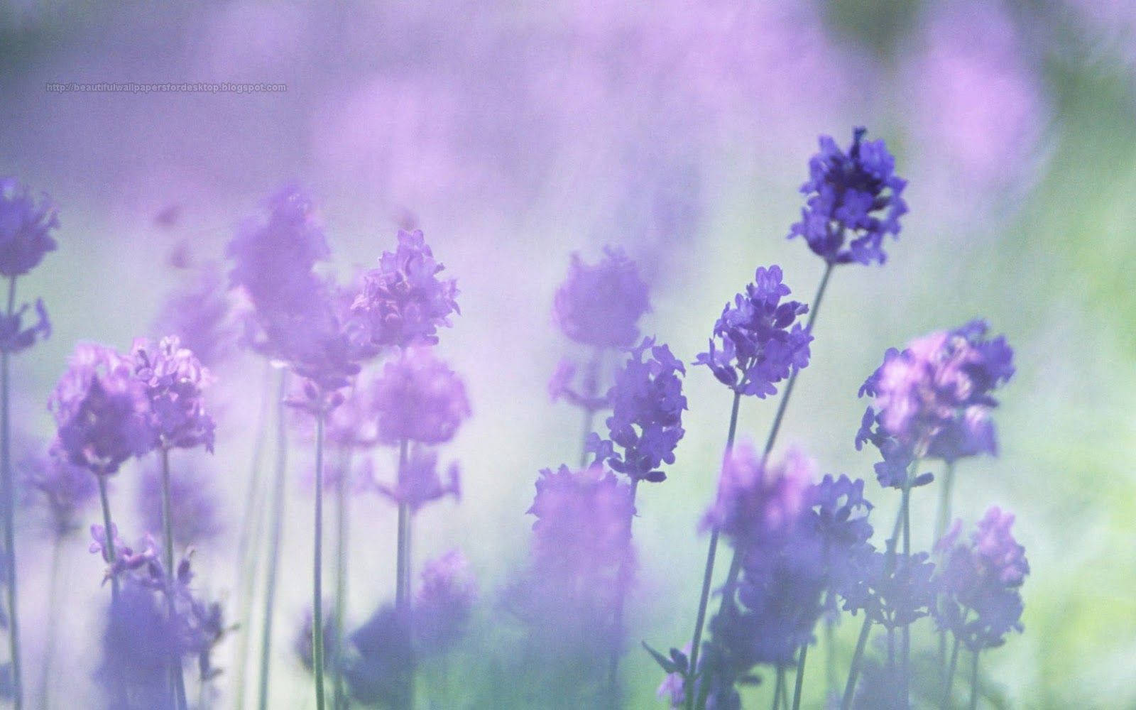 lavender, purple flowers, soft focus shot, HD Desktop Wallpaper