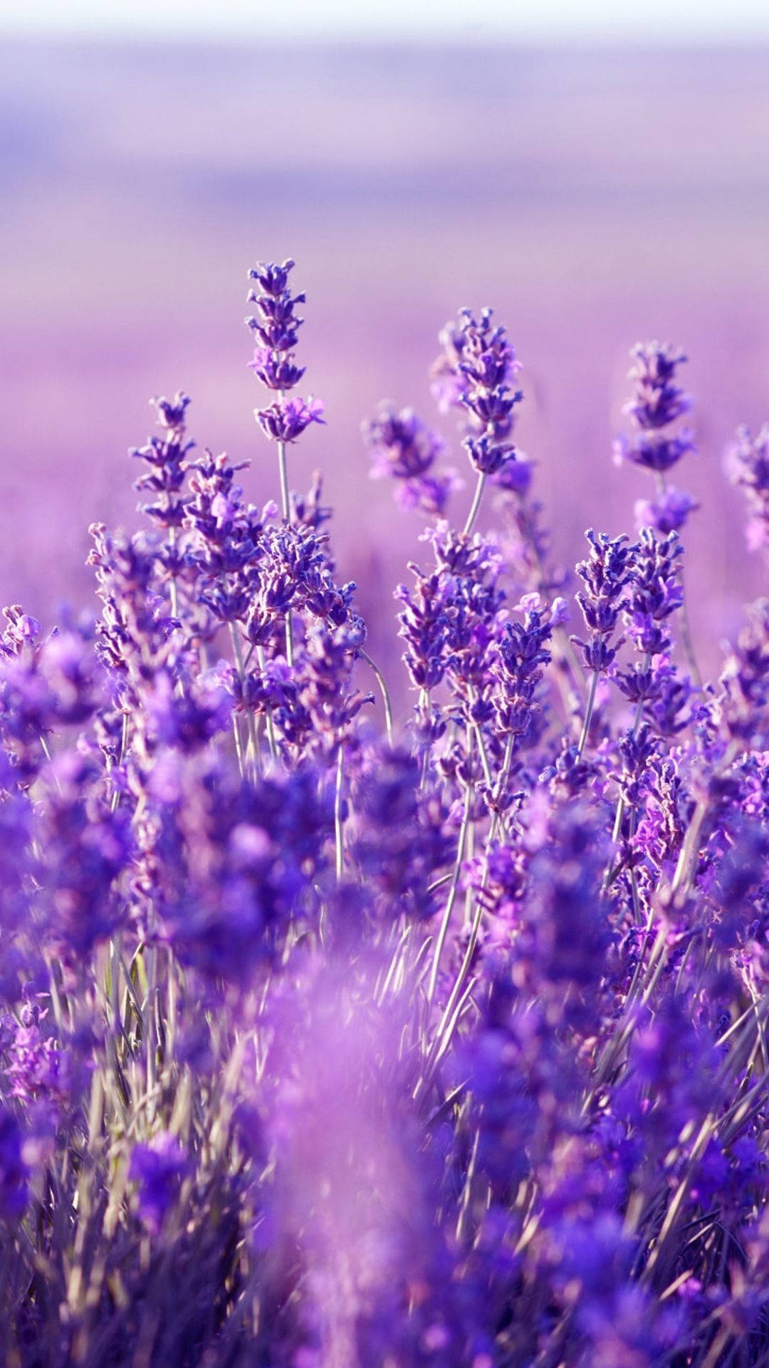 lavender field, lavender blooms, warm sunlight, Full HD Phone Wallpaper