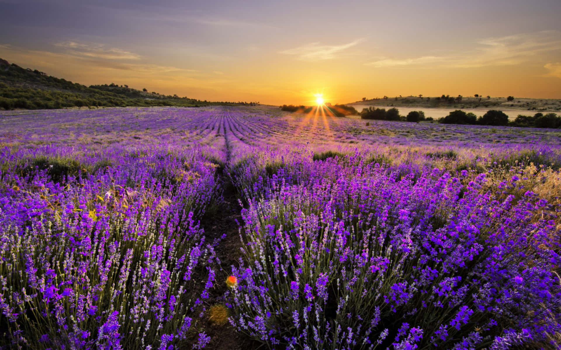 Lavender Field, Setting Sun, Golden Sunset, Full HD Desktop Wallpaper