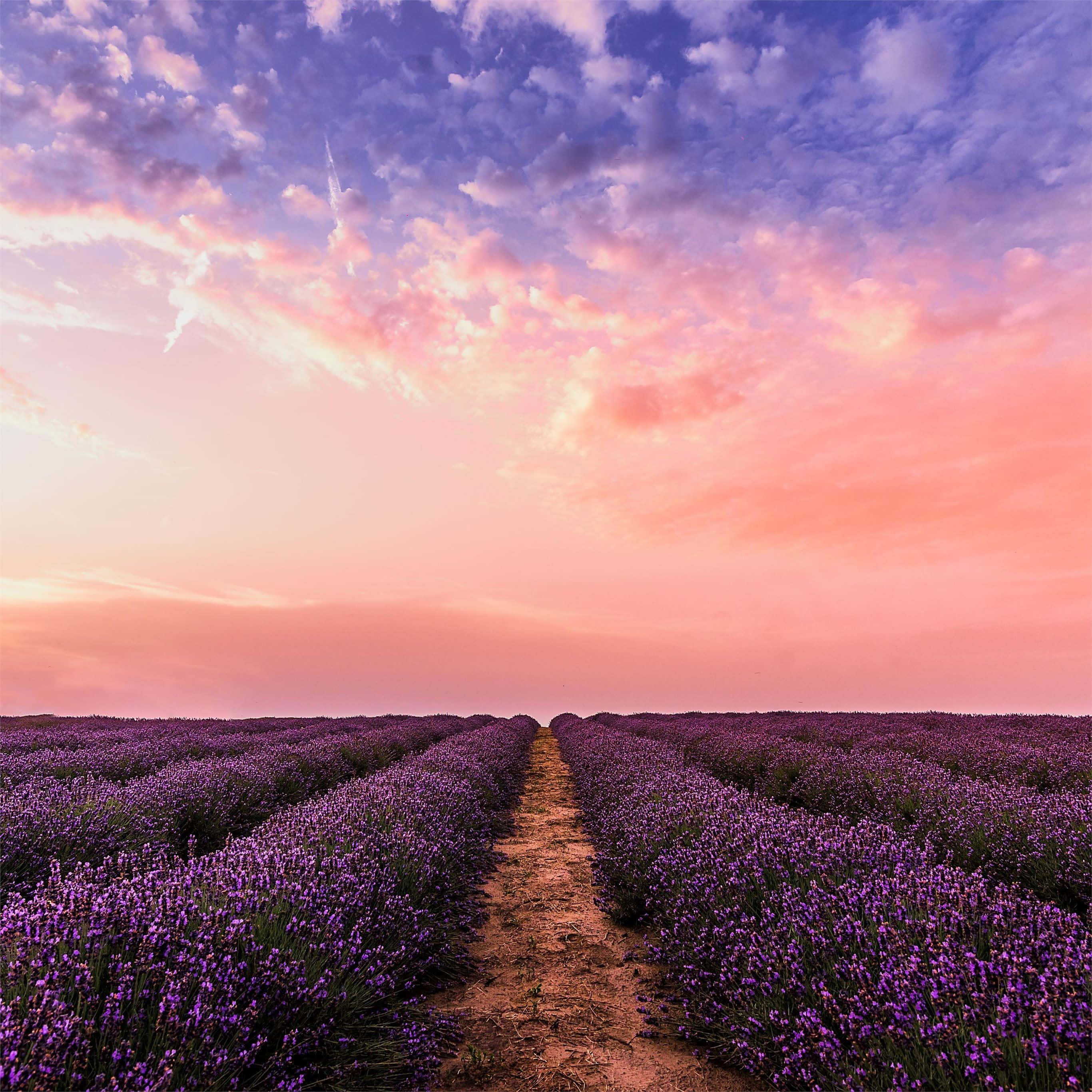 Lavender Field, purple lavender, vibrant pink and purple sunset sky, 2K Desktop Wallpaper