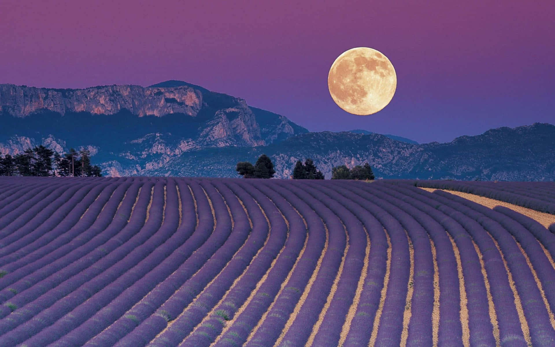 Lavender Field, full moon, purple lavender fields, Full HD Desktop Wallpaper
