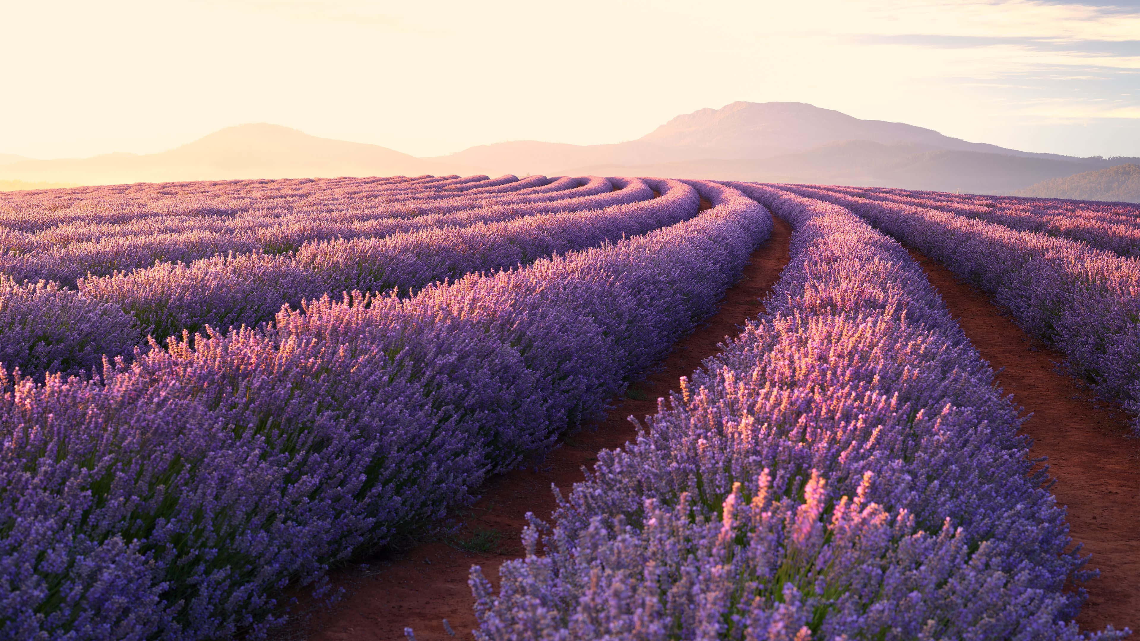 Lavender Field, peaceful morning, soft purple hues, 4K Desktop Wallpaper