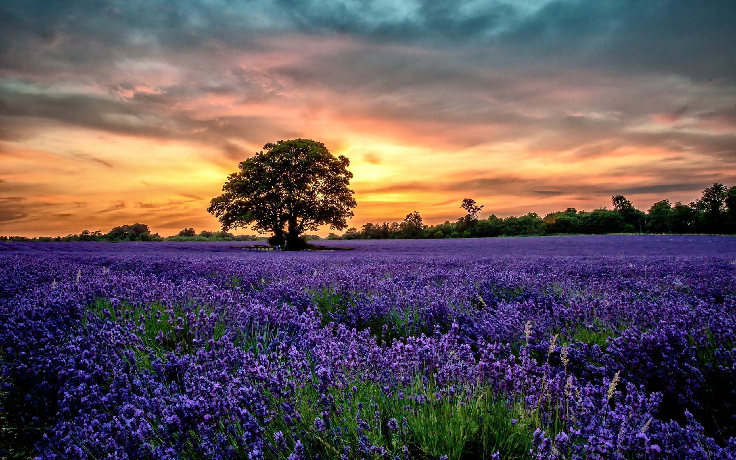 Lavender Field, bright orange skies, purple lavender, 2K Desktop Wallpaper