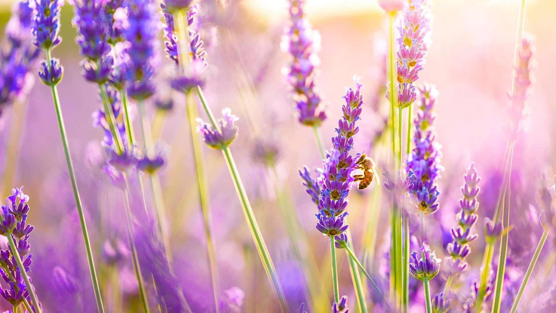 lavender flowers, bee, vibrant purple, Full HD Desktop Wallpaper
