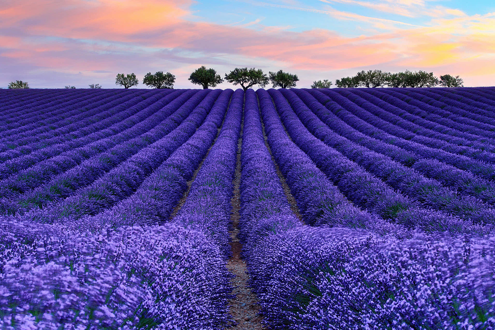 lavender rows, vast field, soft pink and orange sunset sky, Full HD Desktop Wallpaper