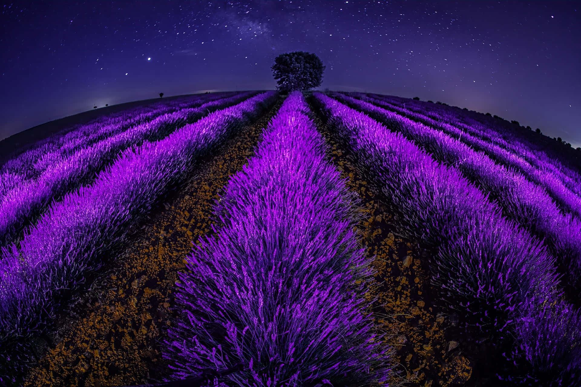 Lavender Field, starry night sky, vibrant purple lavender, Full HD Desktop Wallpaper