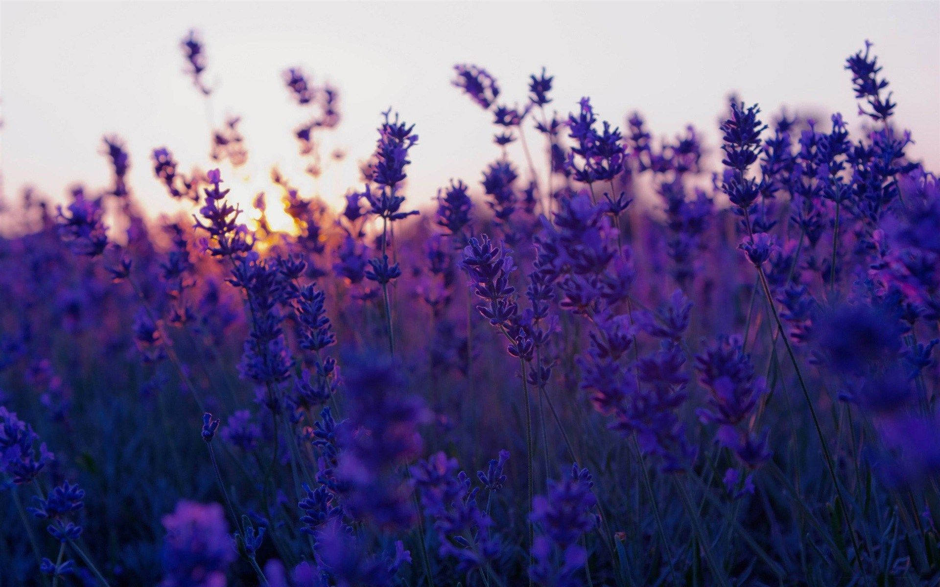 lavender blooms, golden sunset light, purple haze, Full HD Desktop Wallpaper