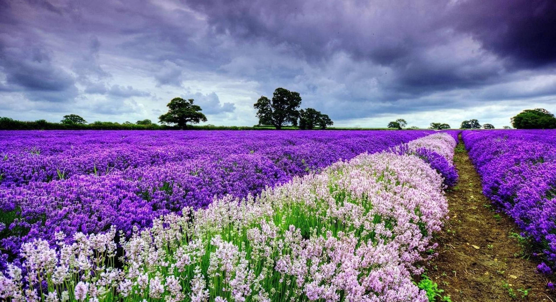 lavender field, vibrant purple, white lavender, HD Desktop Wallpaper