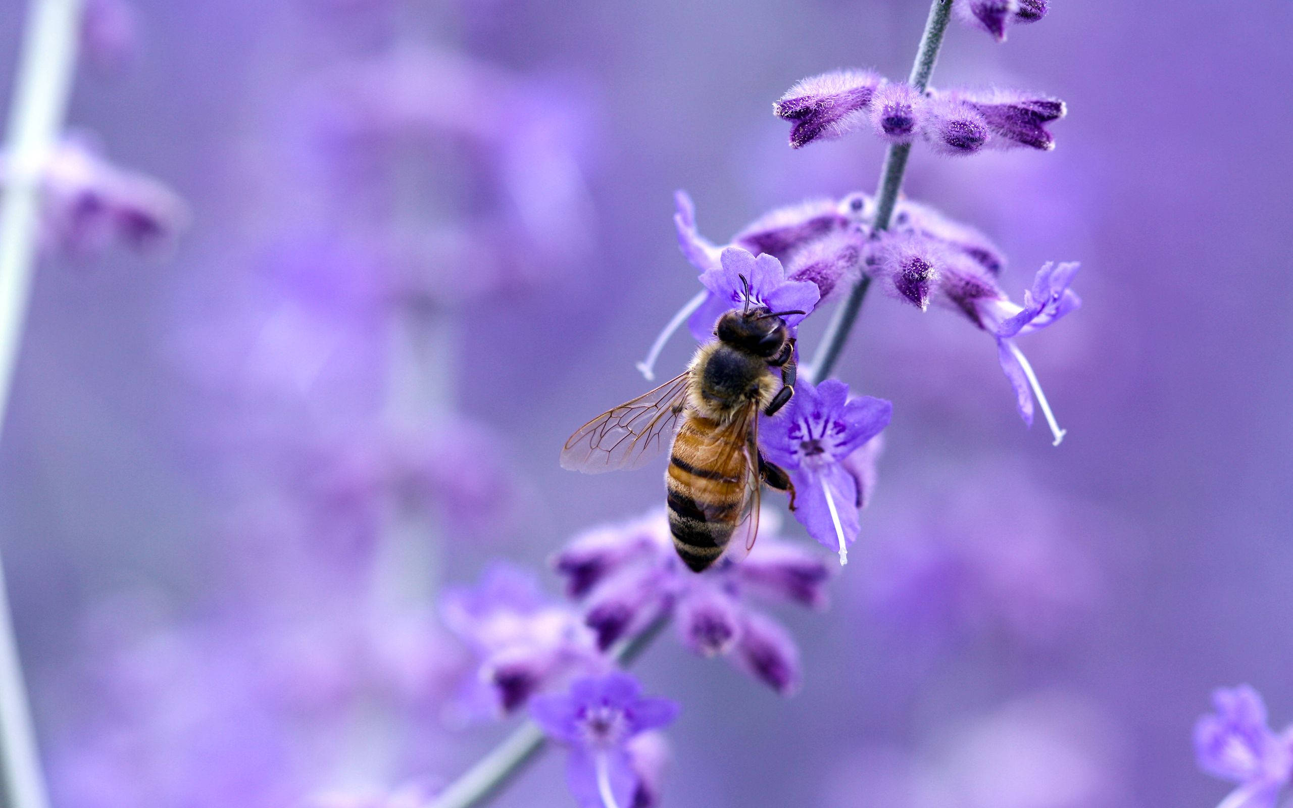 honeybee, vibrant purple flower, lavender field, 2K Desktop Wallpaper