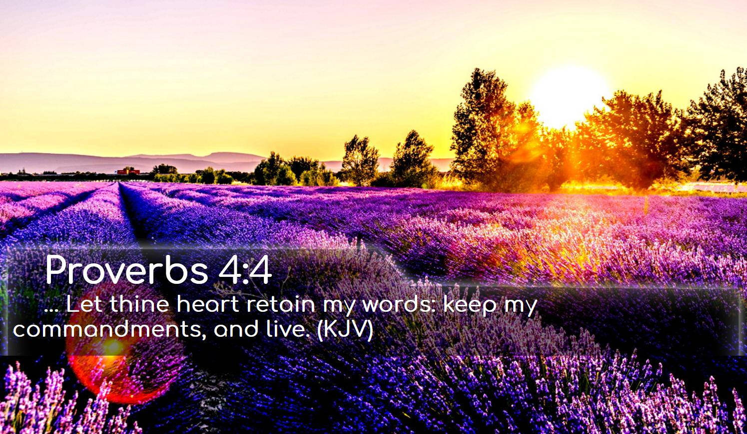 Proverbs 4:4, lavender field, sunset, HD Desktop Wallpaper