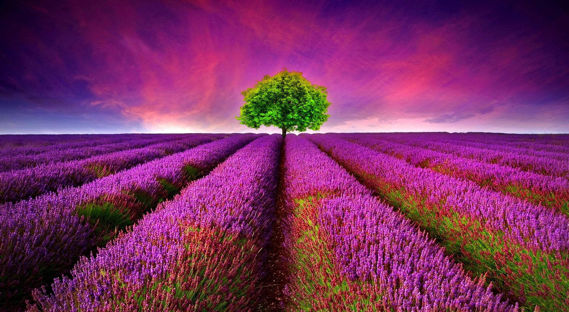 Lavender Field Nature, vibrant green tree, endless rows of purple lavender, Full HD Desktop Wallpaper