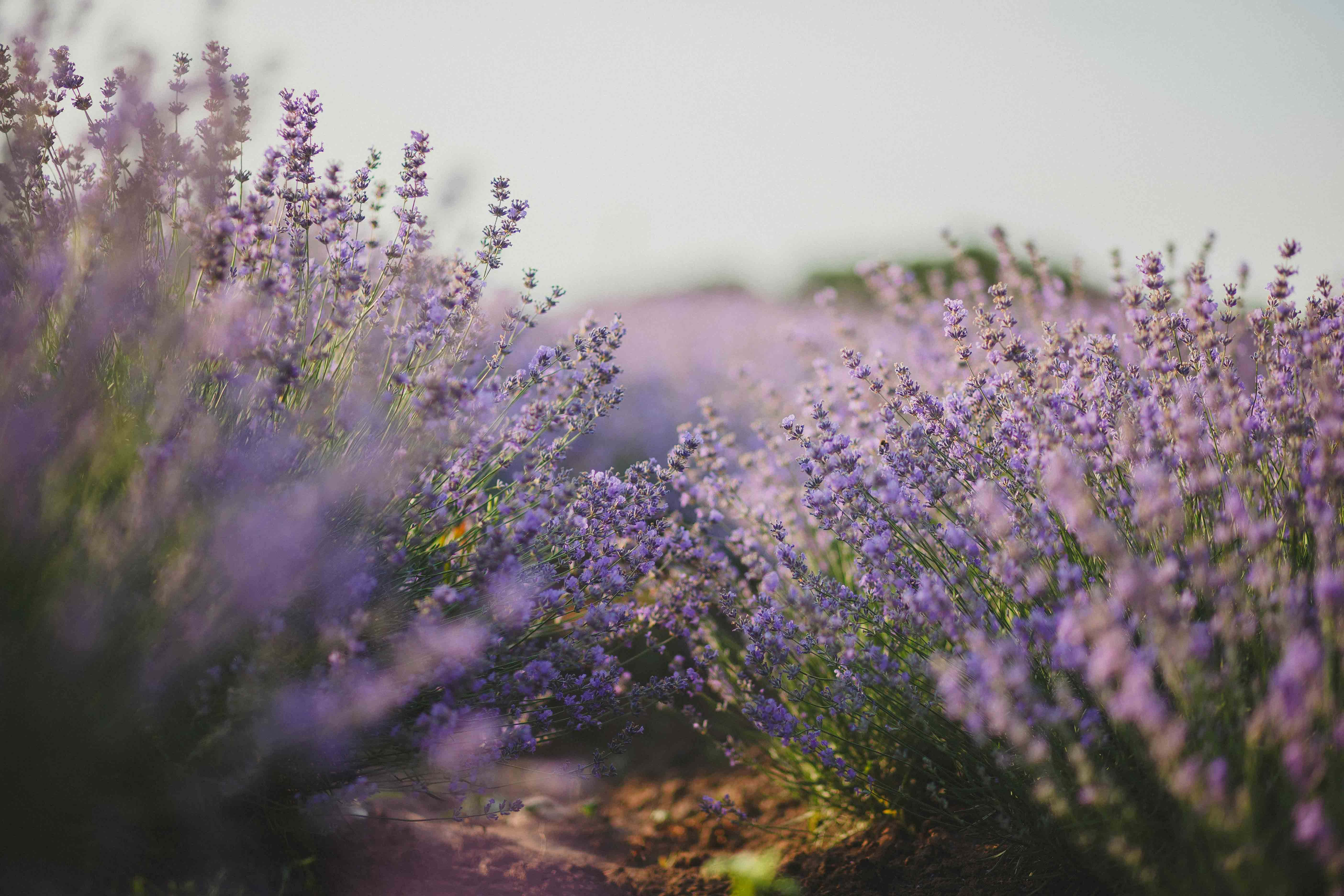 dreamy lavender field pathway, sunlit field, lavender blooms, 5K Desktop Wallpaper