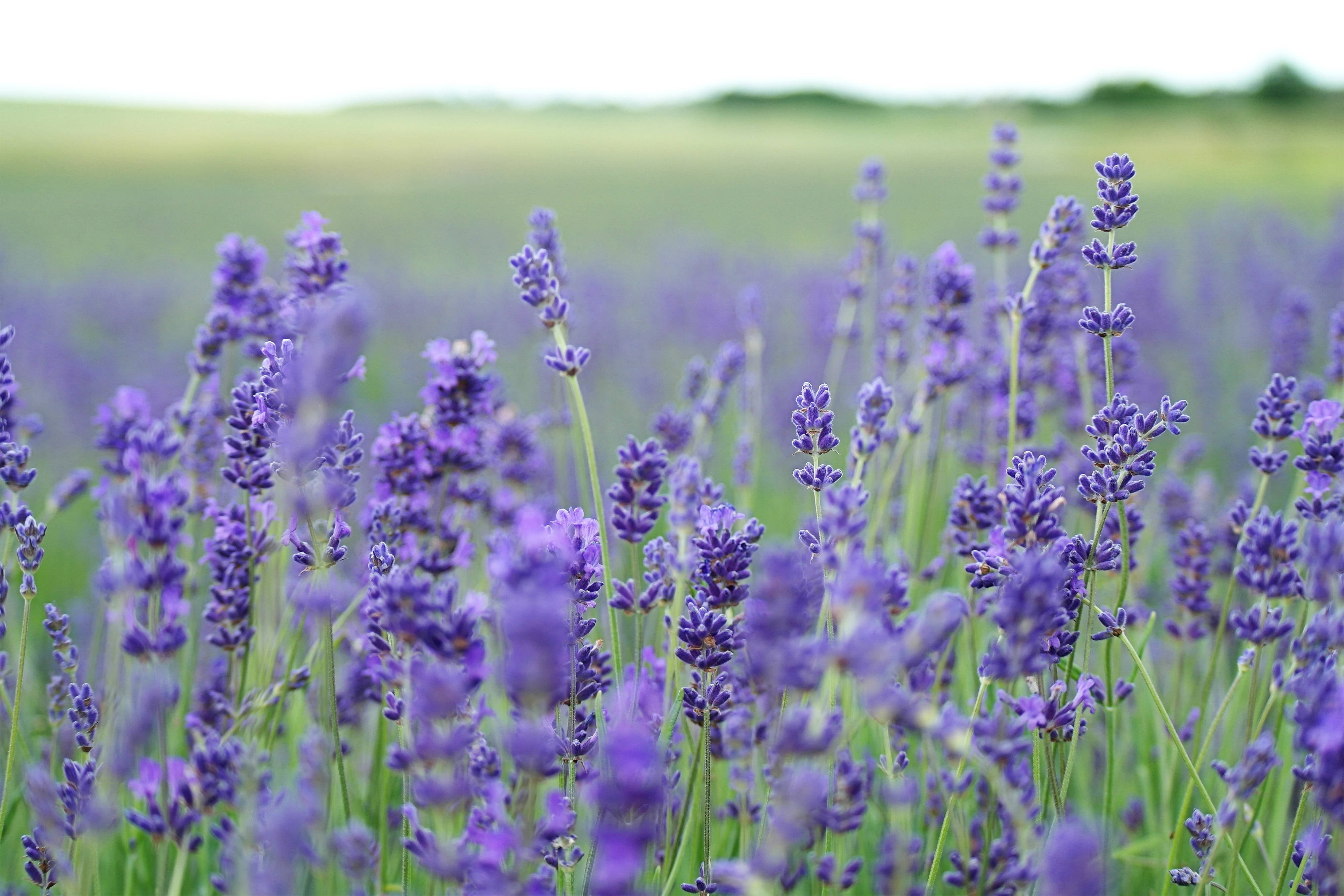 lavender flowers, blurred field, purple lavender blooms, 4K Desktop Wallpaper
