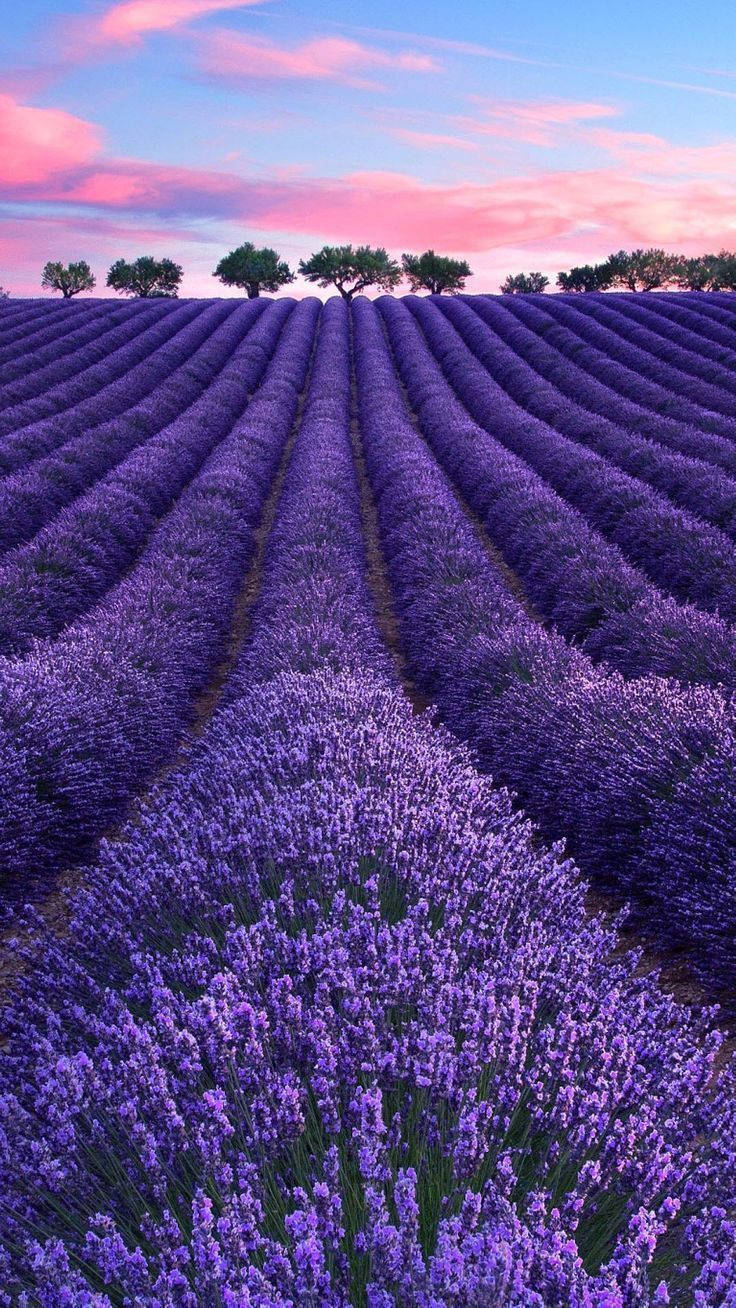 Lavender Aesthetic Field, vibrant purple lavender, trees, HD Phone Wallpaper