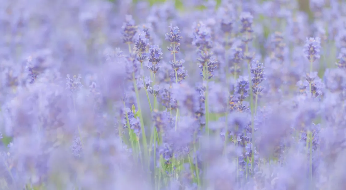 Lavender Purple Aesthetic
