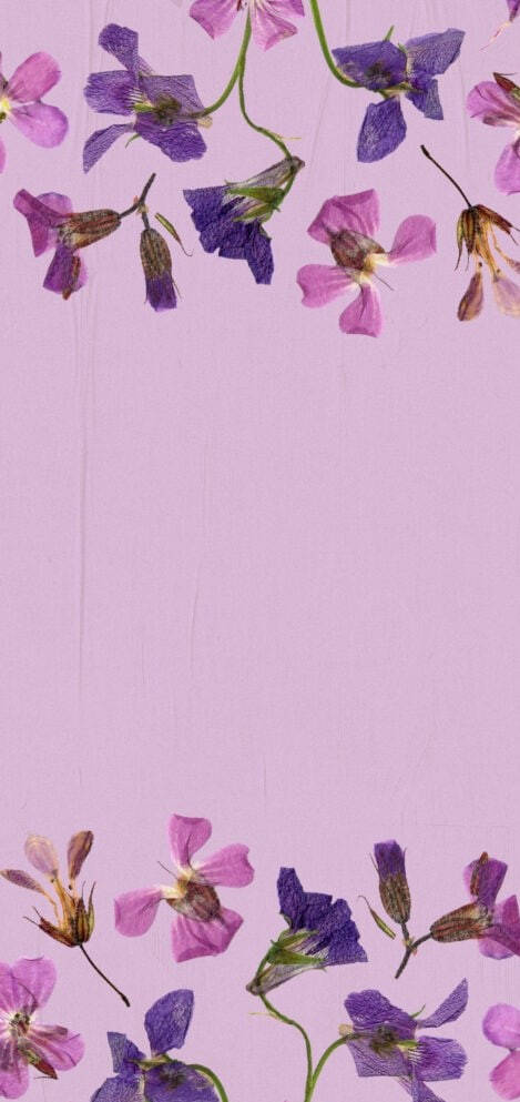 lavender textured background, purple pressed flowers, pink pressed flowers, SD Phone Wallpaper