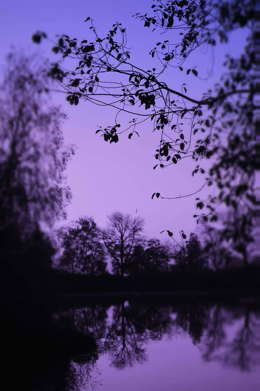 Lavender Twilight Silhouette Lake, purple twilight, calm pond, SD Phone Wallpaper