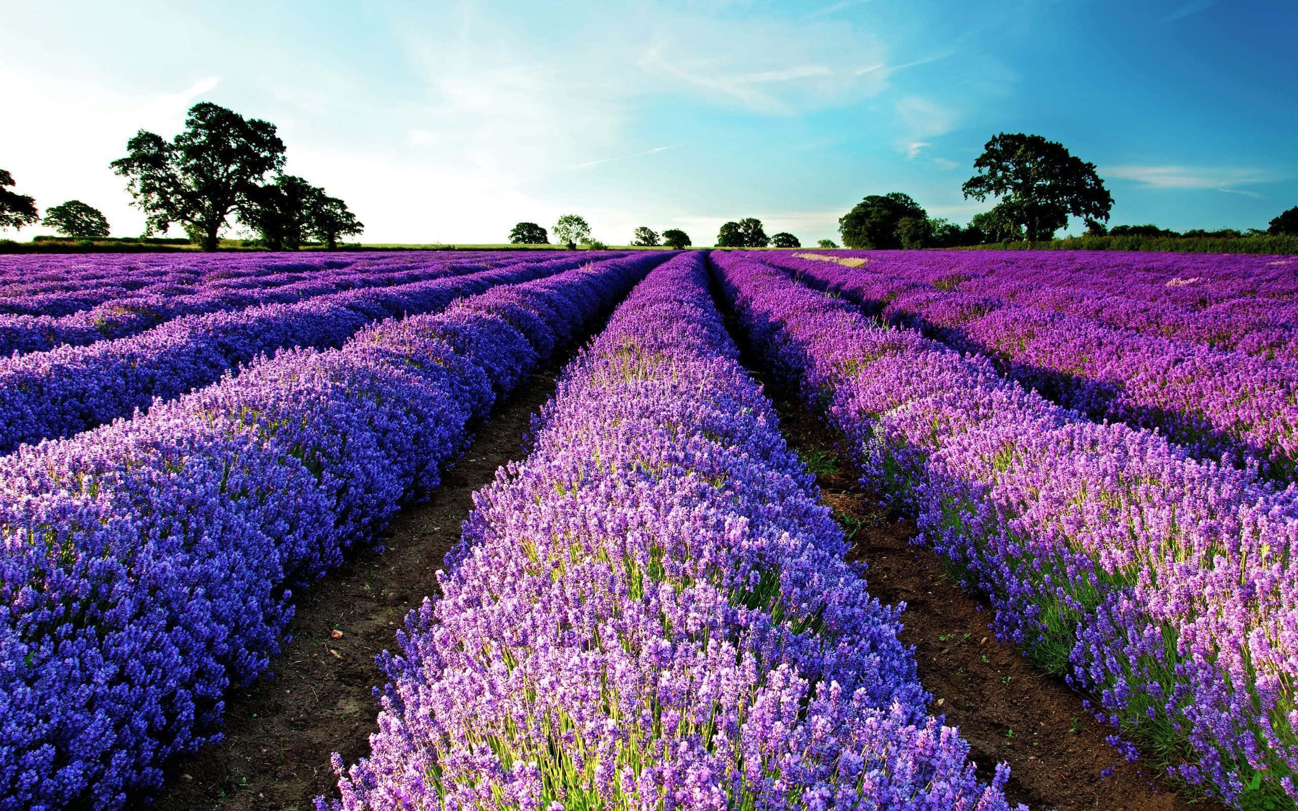 Lavender Purple, vibrant purple lavender, clear blue sky, 2K Desktop Wallpaper