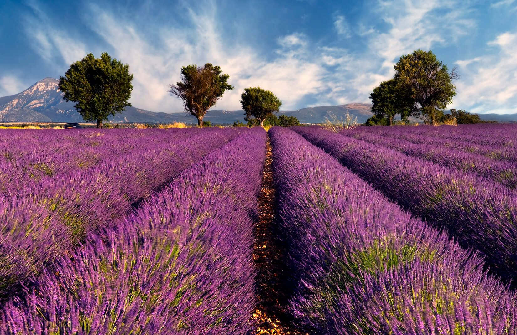 Lavender Purple, lavender, purple, HD Desktop Wallpaper