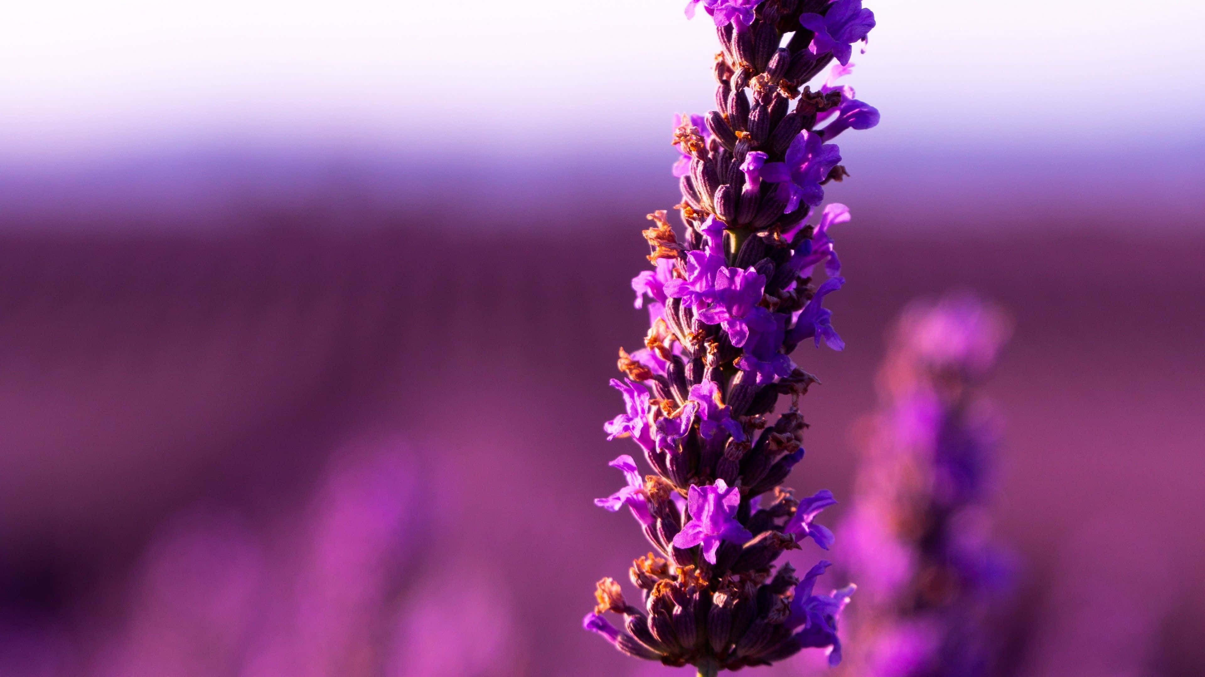 Lavender Purple, lavender spike, vibrant purple, 4K Desktop Wallpaper