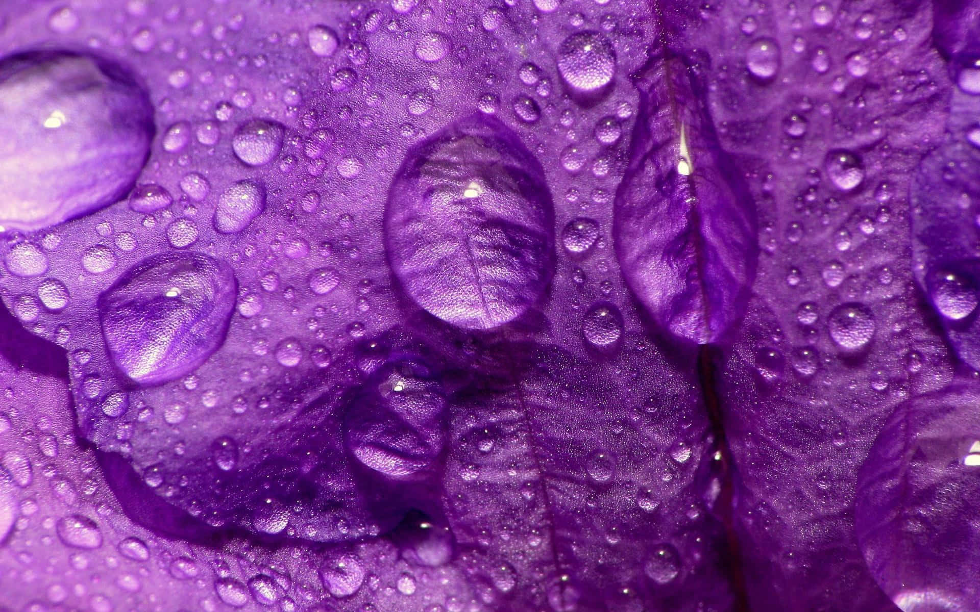 Lavender Purple, velvety purple petals, glistening water droplets, Full HD Desktop Wallpaper