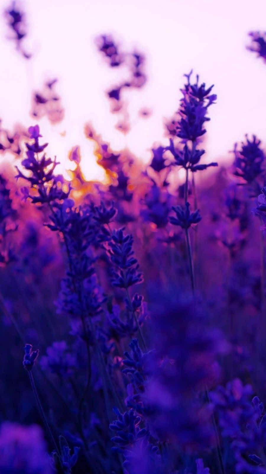 Lavender Purple, sunset, purple lavender blooms, HD Phone Wallpaper