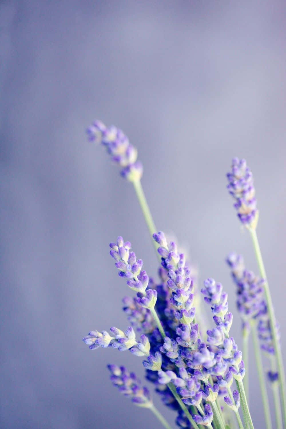Lavender Purple, lavender blooms, muted purple backdrop, HD Phone Wallpaper