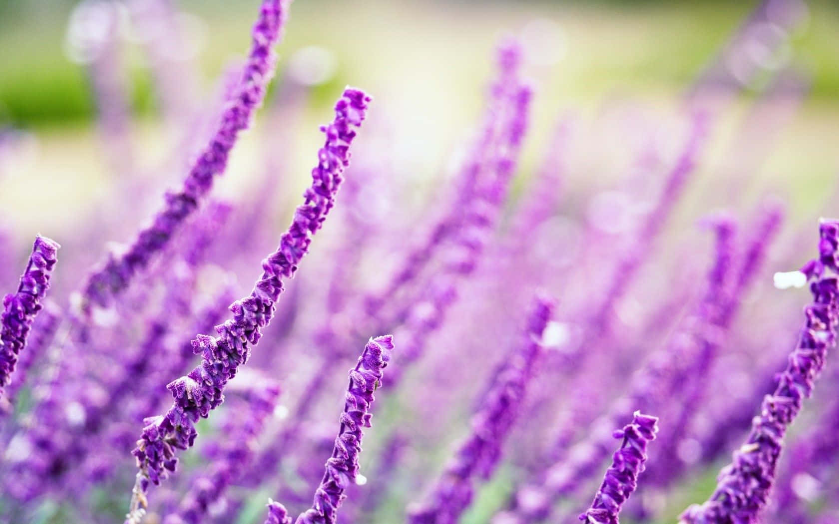 Lavender Purple, purple lavender spikes, soft blurred green and white background, HD Desktop Wallpaper